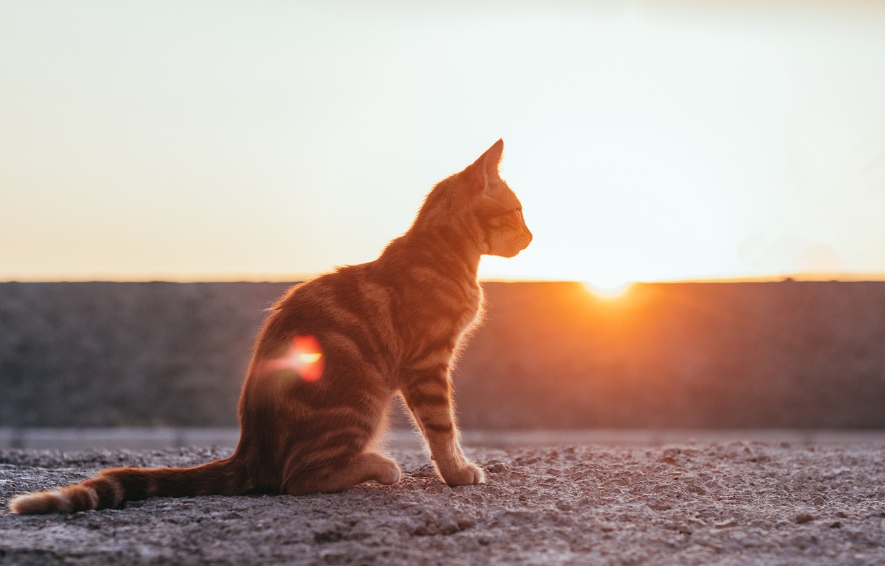 Understanding the Benefits of Clicker Training for Cats